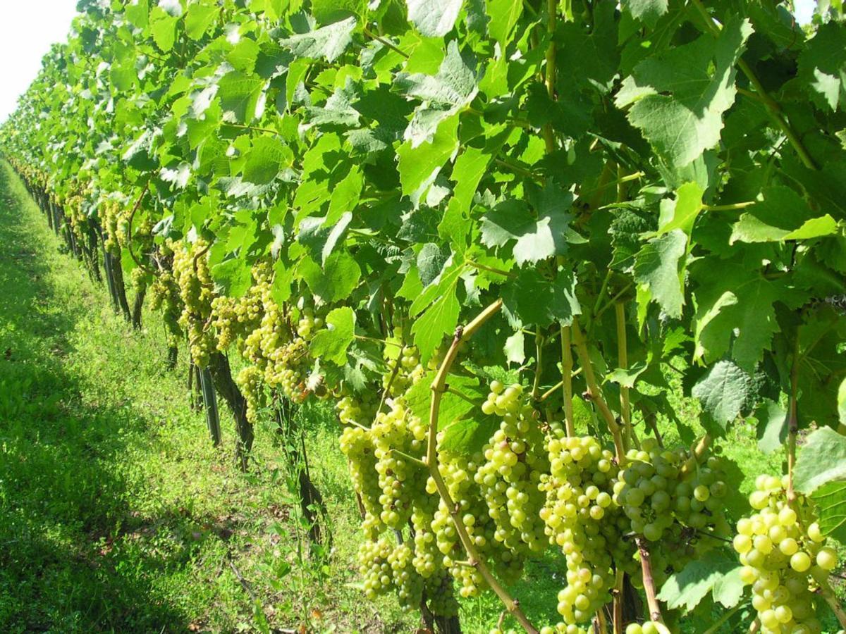 Gaestehof - Weinbau Saeger Nordheim am Main Eksteriør billede